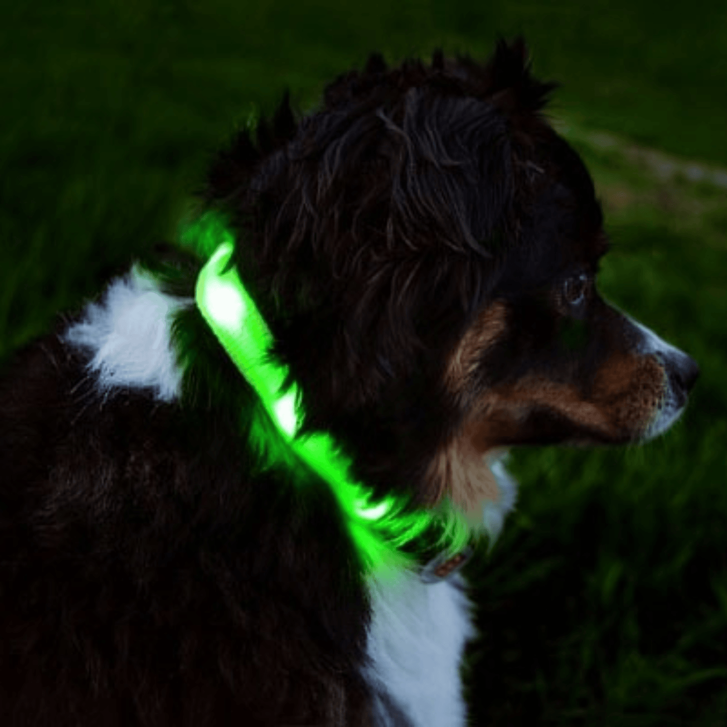 Led Dog Collar