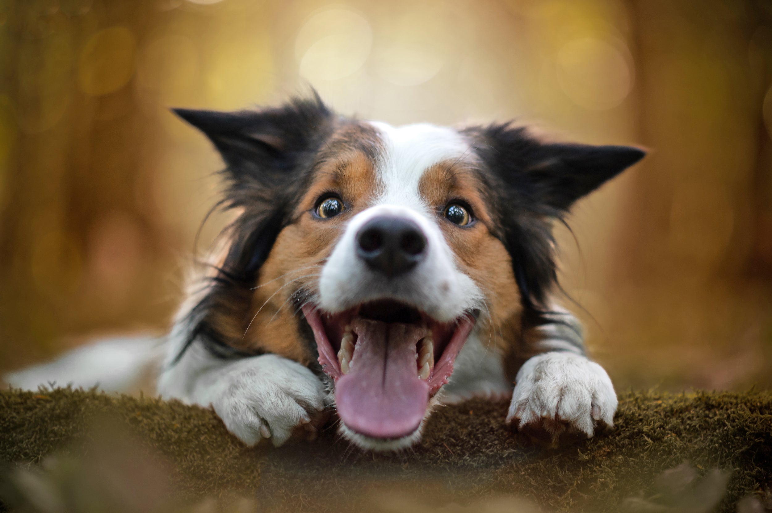 Water bowls for dogs shop that drink too fast