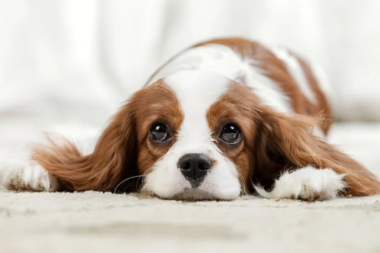 How To Stop Separation Anxiety In Dogs: A Comprehensive Guide