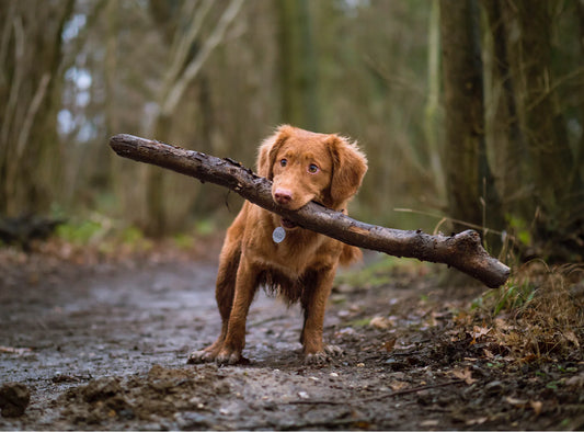 The Best Slow Drinking Water Bowl for Dogs